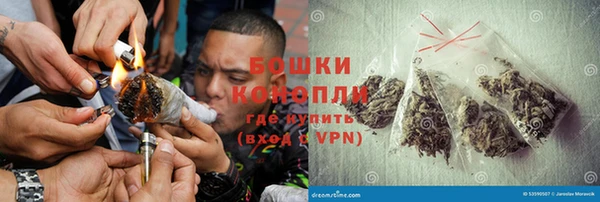 сатива Новозыбков