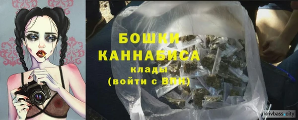 сатива Новозыбков
